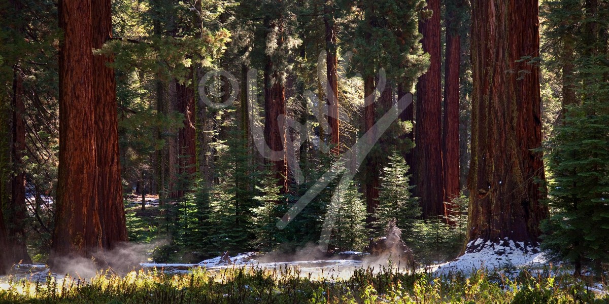 CALIFORNIA Sequoia National Park